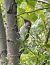 Picchio verde (Picus viridis) © Tiziana Ciaghi