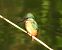 Martin pescatore (Alcedo atthis) © Tiziana Ciaghi