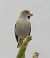 Frosone (Coccothraustes coccothraustes) © Tiziana Ciaghi