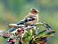 Fringuello (Fringilla coelebs) © Tiziana Ciaghi