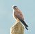 Gheppio (Falco tinnunculus) © Tiziana Ciaghi