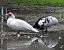 Anatra muta (Cairina moschata f. domestica) © Tiziana Ciaghi