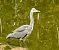 Airone cenerino (Ardea cinerea) © Tiziana Ciaghi