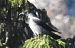 Cornacchia grigia (Corvus cornix) © Tiziana Ciaghi