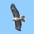 Poiana (Buteo buteo) © Tiziana Ciaghi
