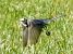 Ballerina bianca (Motacilla alba) © Tiziana Ciaghi