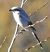 Averla maggiore (Lanius excubitor) © Tiziana Ciaghi