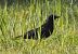 Cornacchia nera (Corvus corone) © Tiziana Ciaghi