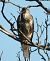 Poiana (Buteo buteo) © Tiziana Ciaghi