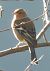 Fringuello (Fringilla coelebs) © Tiziana Ciaghi