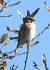 Cardellino (Carduelis carduelis) © Tiziana Ciaghi