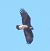 Aquila reale (Aquila chrysaetos) © Tiziana Ciaghi