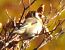 Cardellino (Carduelis carduelis) © Tiziana Ciaghi
