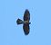 Gracchio alpino (Pyrrhocorax graculus) © Tiziana Ciaghi