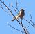 Fringuello (Fringilla coelebs) © Tiziana Ciaghi