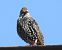 Storno (Sturnus vulgaris) © Tiziana Ciaghi