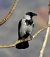 Cornacchia grigia (Corvus cornix) © Tiziana Ciaghi