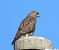 Poiana (Buteo buteo) © Tiziana Ciaghi