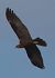 Falco di palude (Circus aeruginosus) © Simona Corbellini