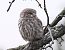 Civetta (Athene noctua) © Renzo Storer