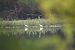 Airone bianco (Ardea alba) © Tanzi Alessandro