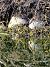 Beccaccino (Gallinago gallinago) © Angelo Matteucci
