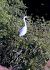 Airone bianco (Ardea alba) © Angelo Matteucci