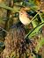 Migliarino di palude (Emberiza schoeniclus) © Angelo Matteucci