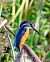 Martin pescatore (Alcedo atthis) © Angelo Matteucci