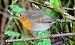 Pettirosso (Erithacus rubecula) © Angelo Matteucci