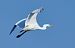 Airone bianco (Ardea alba) © Angelo Matteucci
