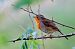 Pettirosso (Erithacus rubecula) © Angelo Matteucci