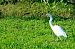 Airone bianco (Ardea alba) © Angelo Matteucci