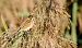 Migliarino di palude (Emberiza schoeniclus) © Angelo Matteucci