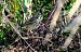 Pispola (Anthus pratensis) © Angelo Matteucci