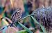 Migliarino di palude (Emberiza schoeniclus) © Angelo Matteucci