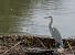 Airone cenerino (Ardea cinerea) © Antonio Aricò