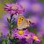 Lycaena phlaeas © Denise Schneider