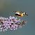 Macroglossum stellatarum © Denise Schneider