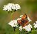 Lycaena phlaeas © Denise Schneider
