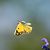 Colias crocea © Denise Schneider