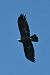 Aquila reale (Aquila chrysaetos) © Claudio Ciullo