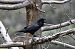 Northern Raven (Corvus corax) © Claudio Ciullo