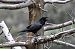 Corvo imperiale (Corvus corax) © Claudio Ciullo