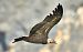 Grifone (Gyps fulvus) © Andrea Zappia
