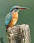 Martin pescatore (Alcedo atthis) © Andrea Zappia