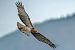 Biancone (Circaetus gallicus) © Pier Podavini