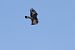 Aquila reale (Aquila chrysaetos) © Pier Podavini