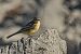 Cutrettola (Motacilla flava) © Pier Podavini