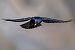 Gracchio alpino (Pyrrhocorax graculus) © Pier Podavini